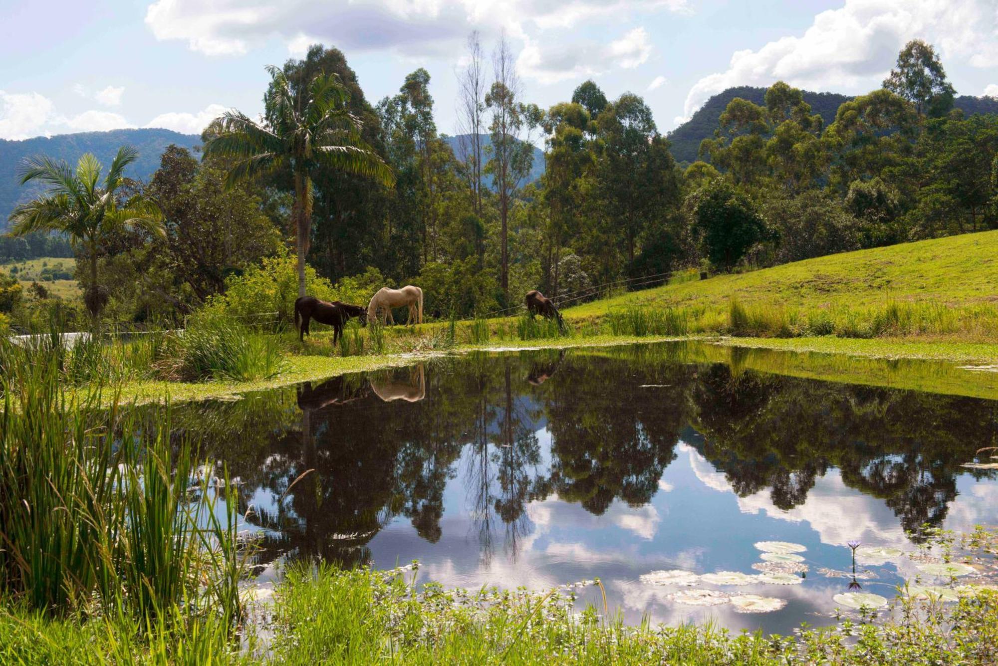 Hotel Nimbin Waterfall Retreat Exteriér fotografie